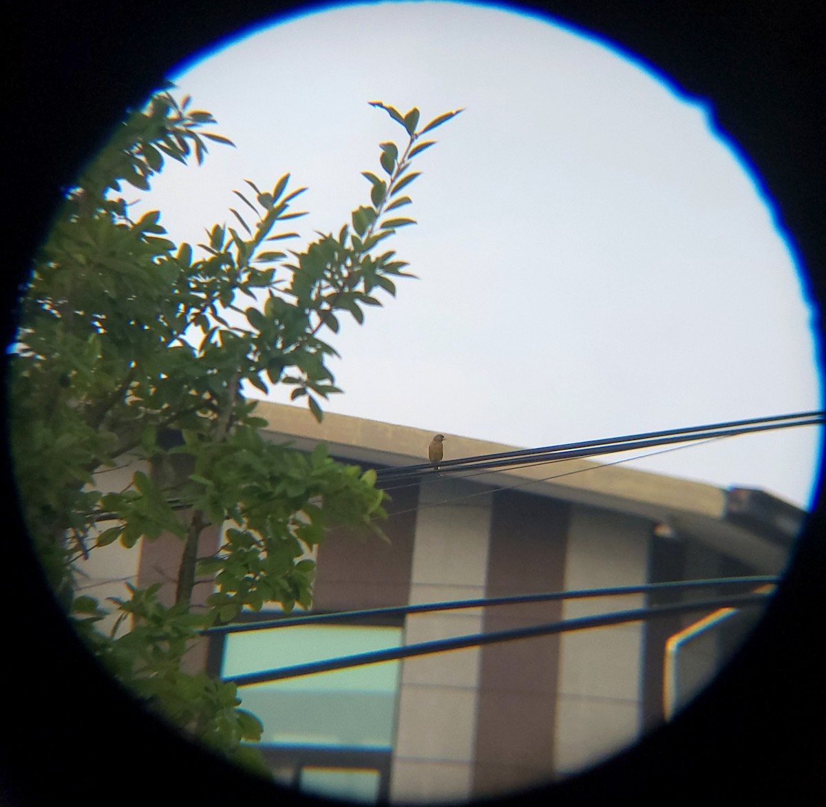 Oriental Greenfinch - ML638426992