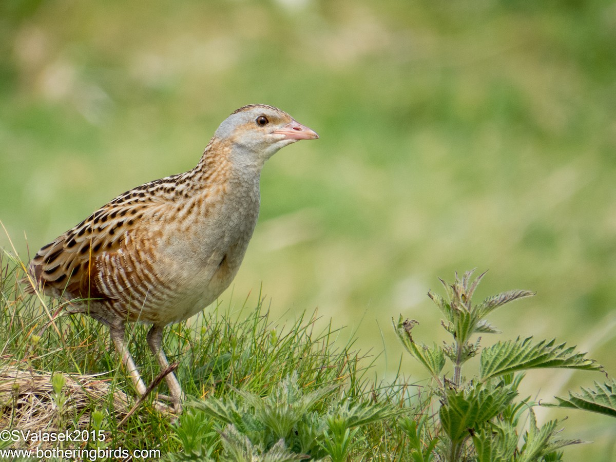ウズラクイナ - ML638427004