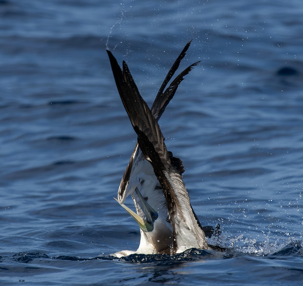 Cocos Booby (Brewster's) - ML638427053