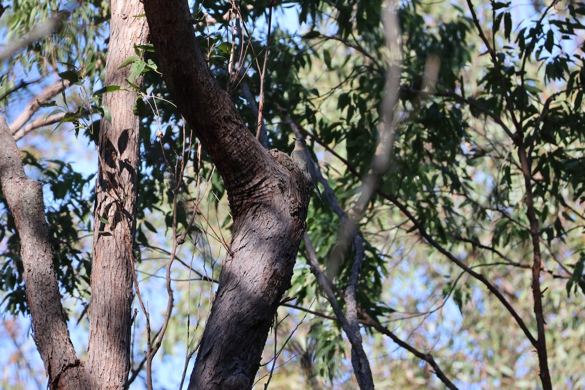 Fan-tailed Cuckoo - ML638427069