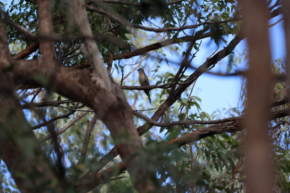 Fan-tailed Cuckoo - ML638427070