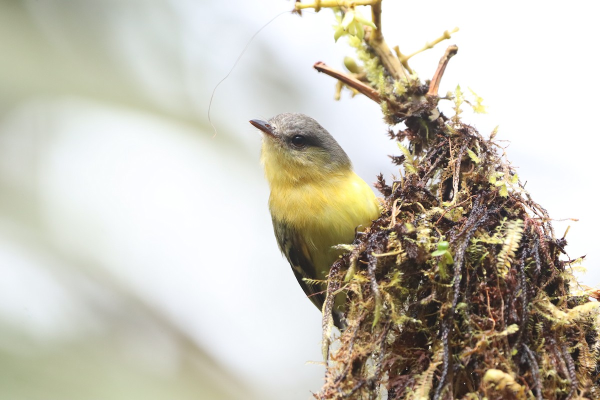 Handsome Flycatcher - ML638427078