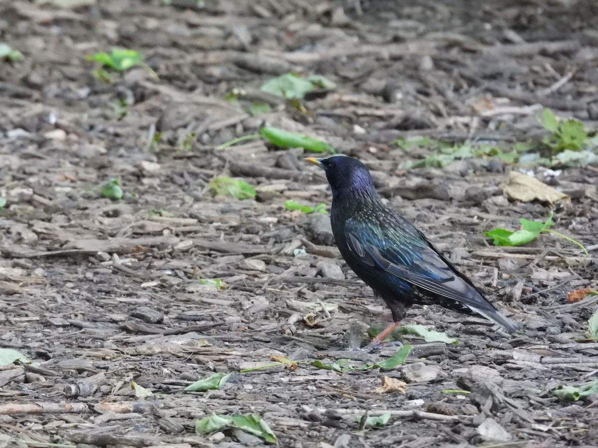 European Starling - ML638427084