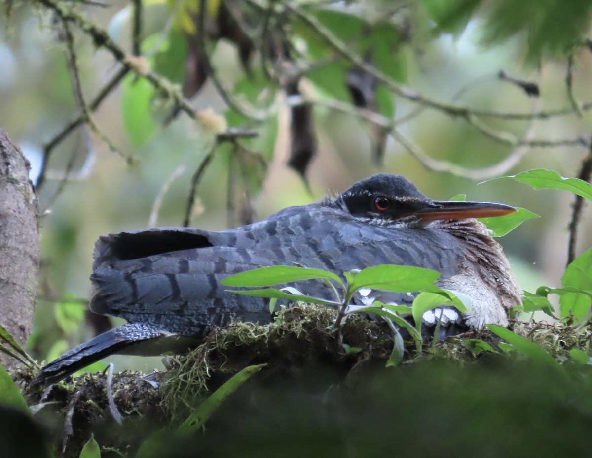 Sunbittern (Northern) - ML638427104