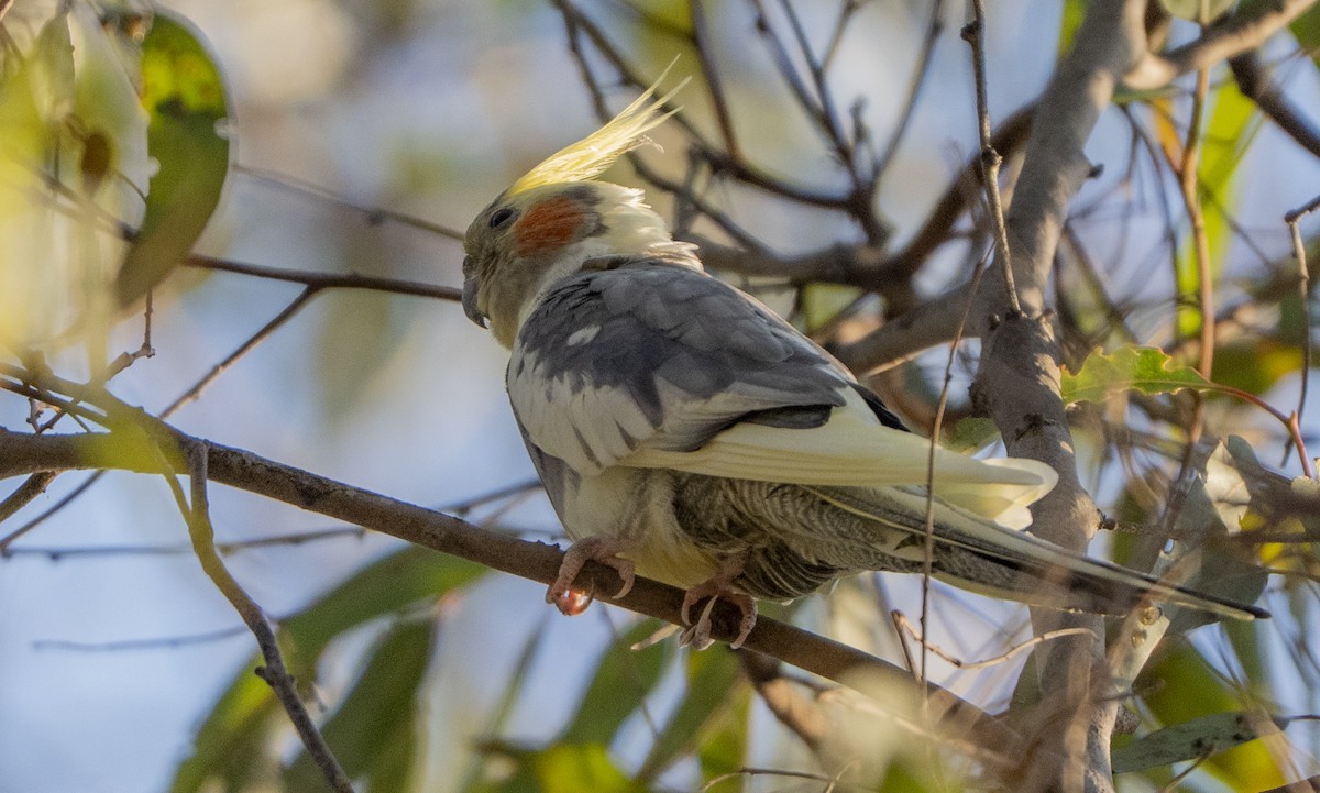 Cockatiel - ML638427108