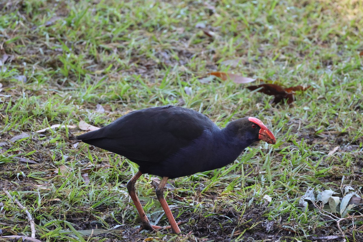Australasian Swamphen - ML638427109