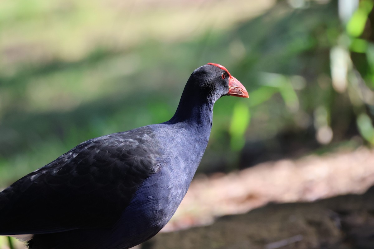 Australasian Swamphen - ML638427110