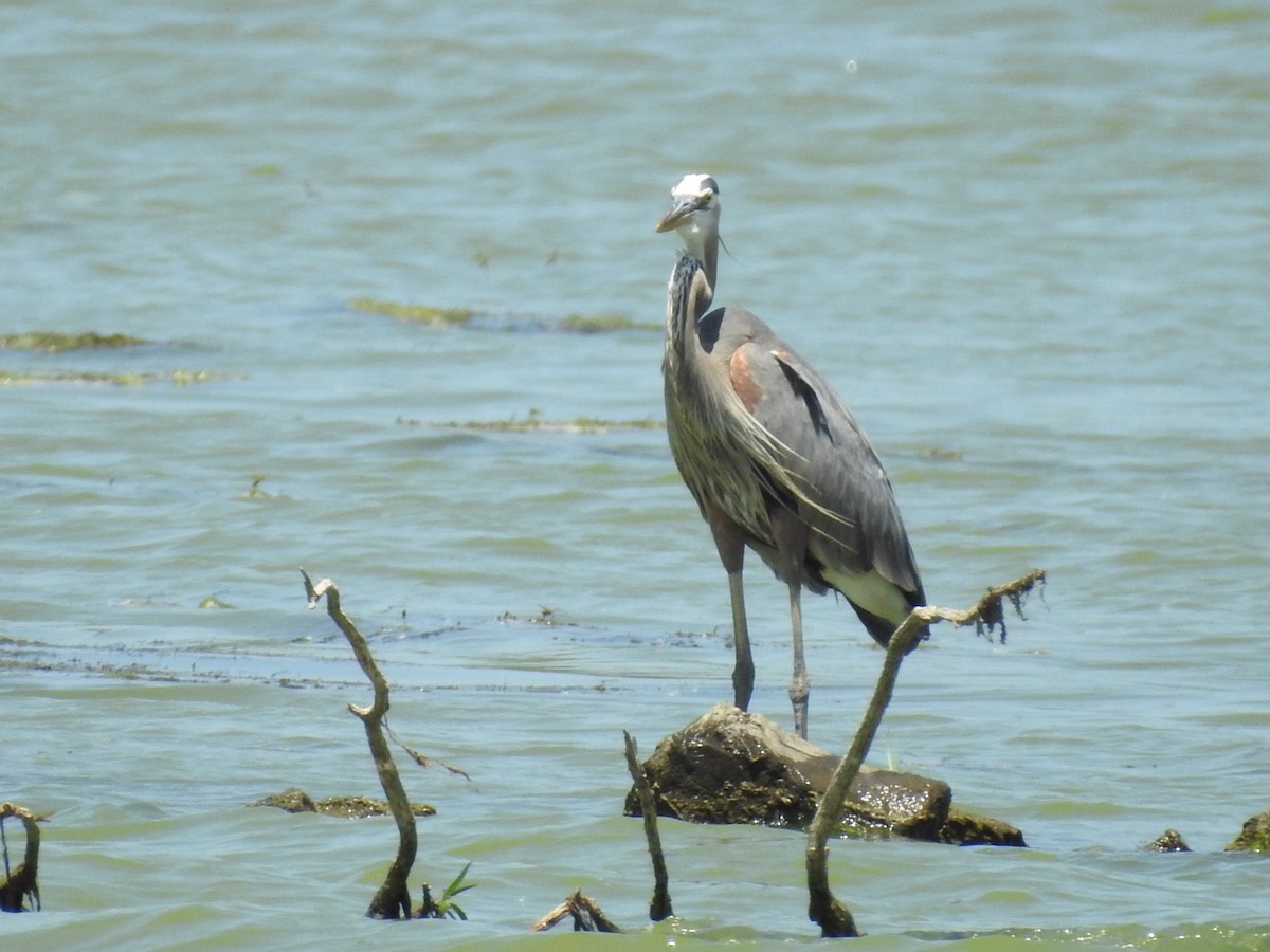 Great Blue Heron - ML638427111