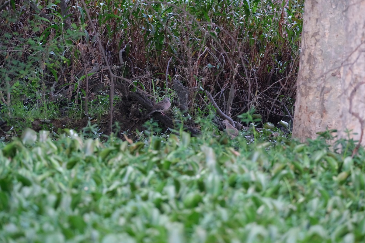 Spotted Dove - ML638427116