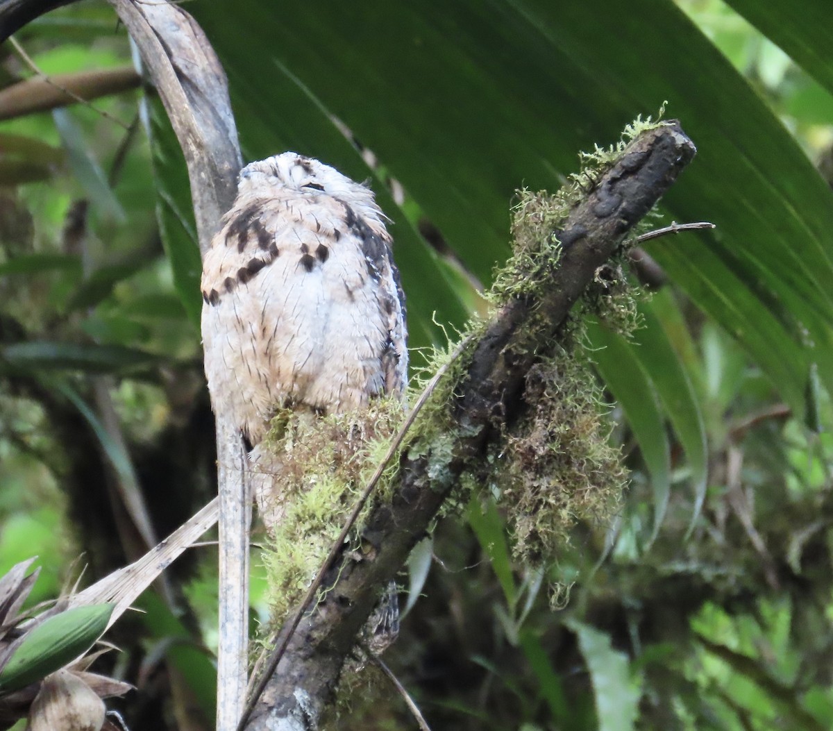 Common Potoo - ML638427117