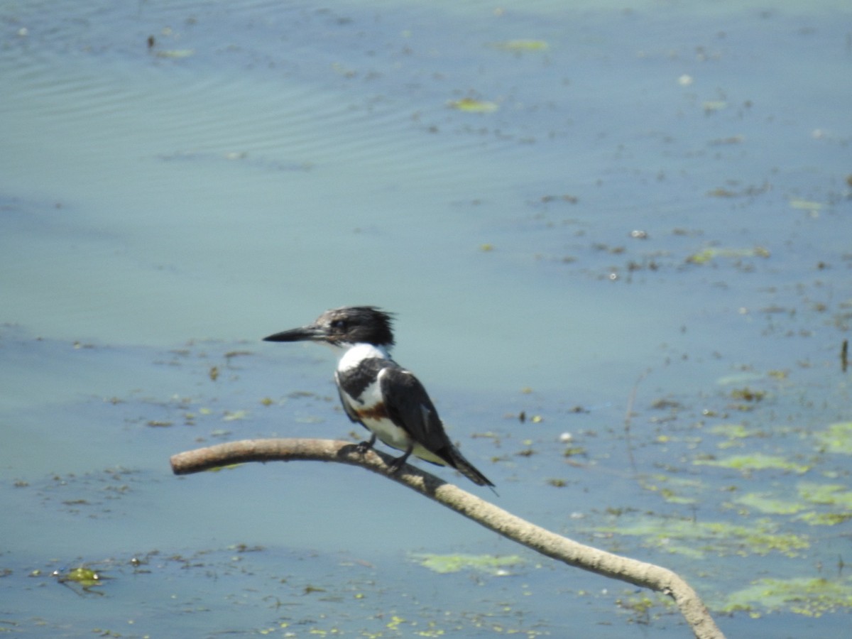 Belted Kingfisher - ML638427118