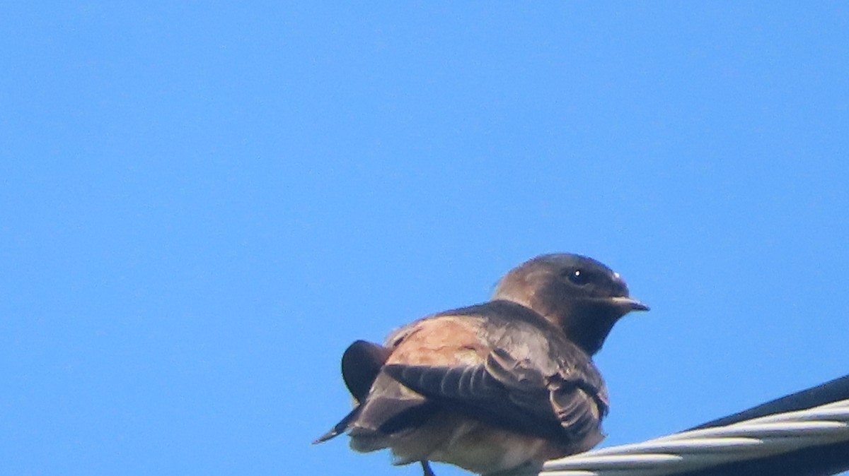 Cliff Swallow - ML638427123