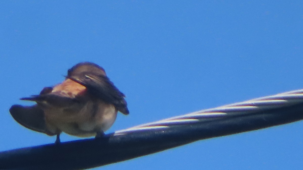 Cliff Swallow - ML638427125
