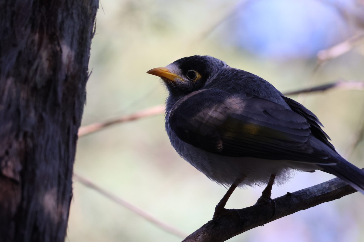 Noisy Miner - ML638427126