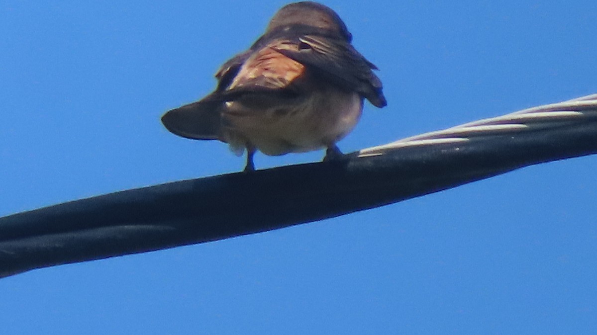 Cliff Swallow - ML638427130