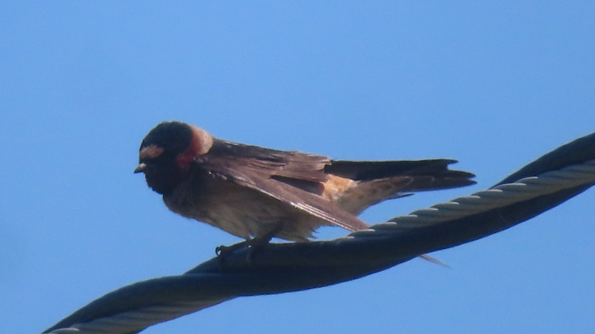 Cliff Swallow - ML638427133