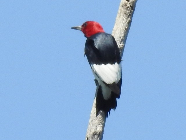 Red-headed Woodpecker - ML638427134