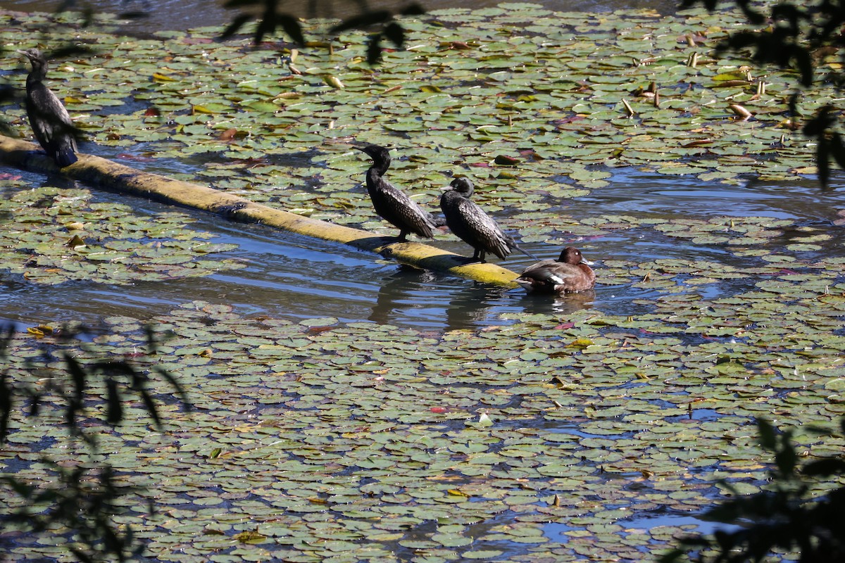Little Black Cormorant - ML638427145