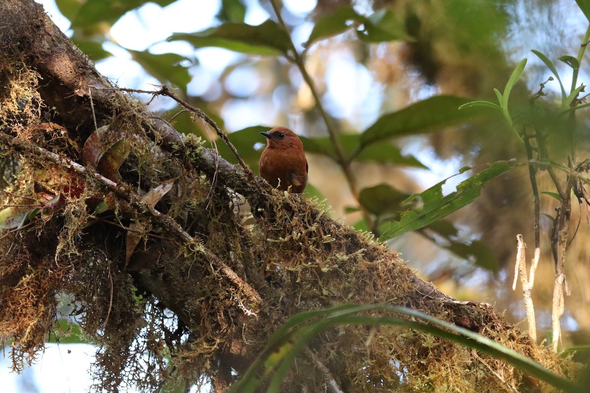 Rufous Spinetail - ML638427155