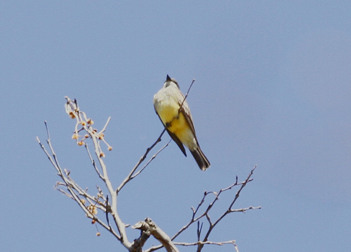 ハシボソタイランチョウ - ML638427158