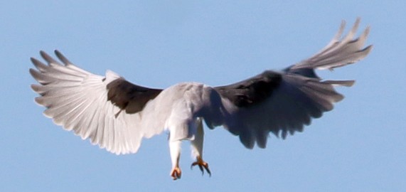 White-tailed Kite - ML638427183