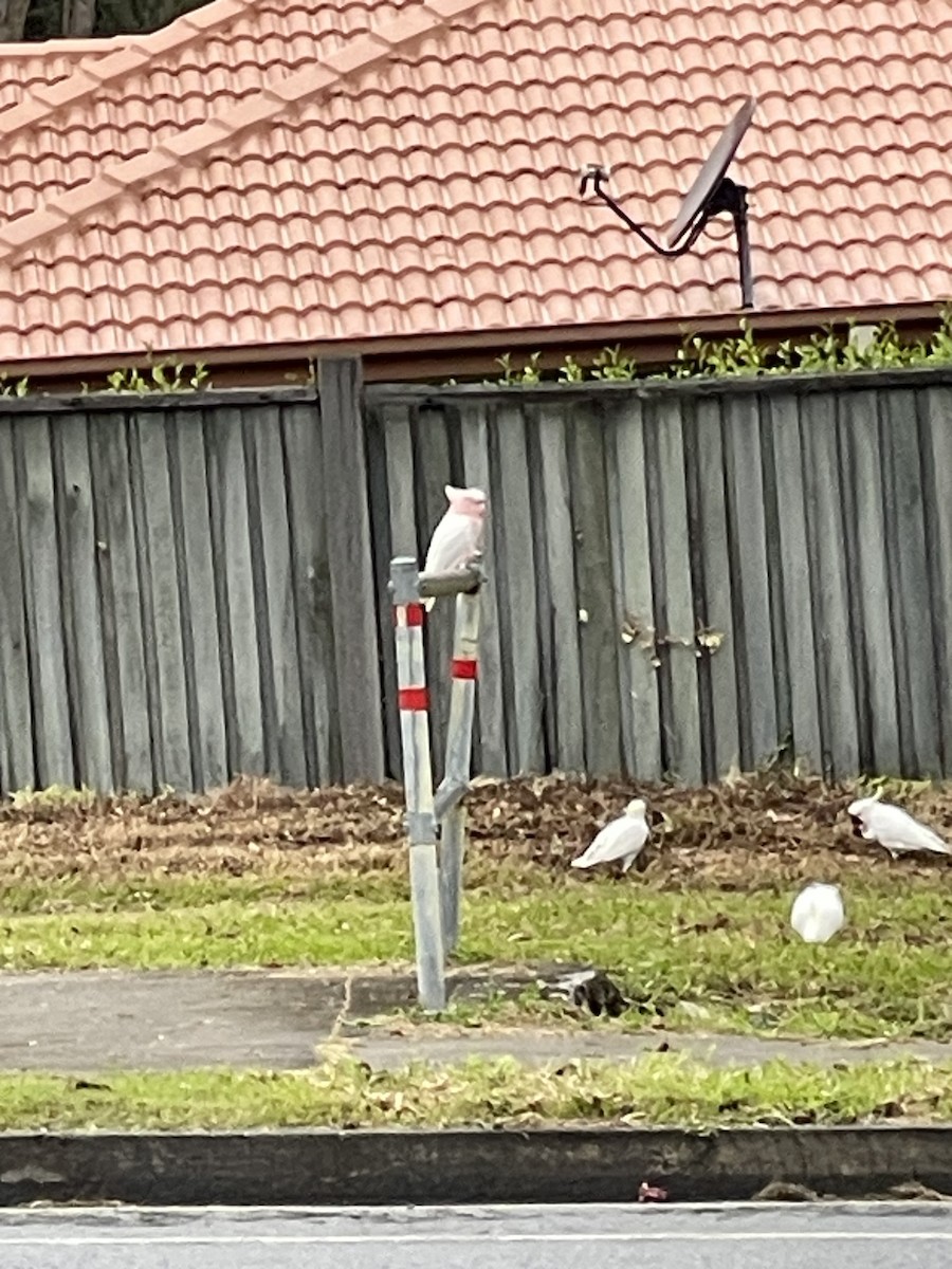 Pink Cockatoo - ML638427209