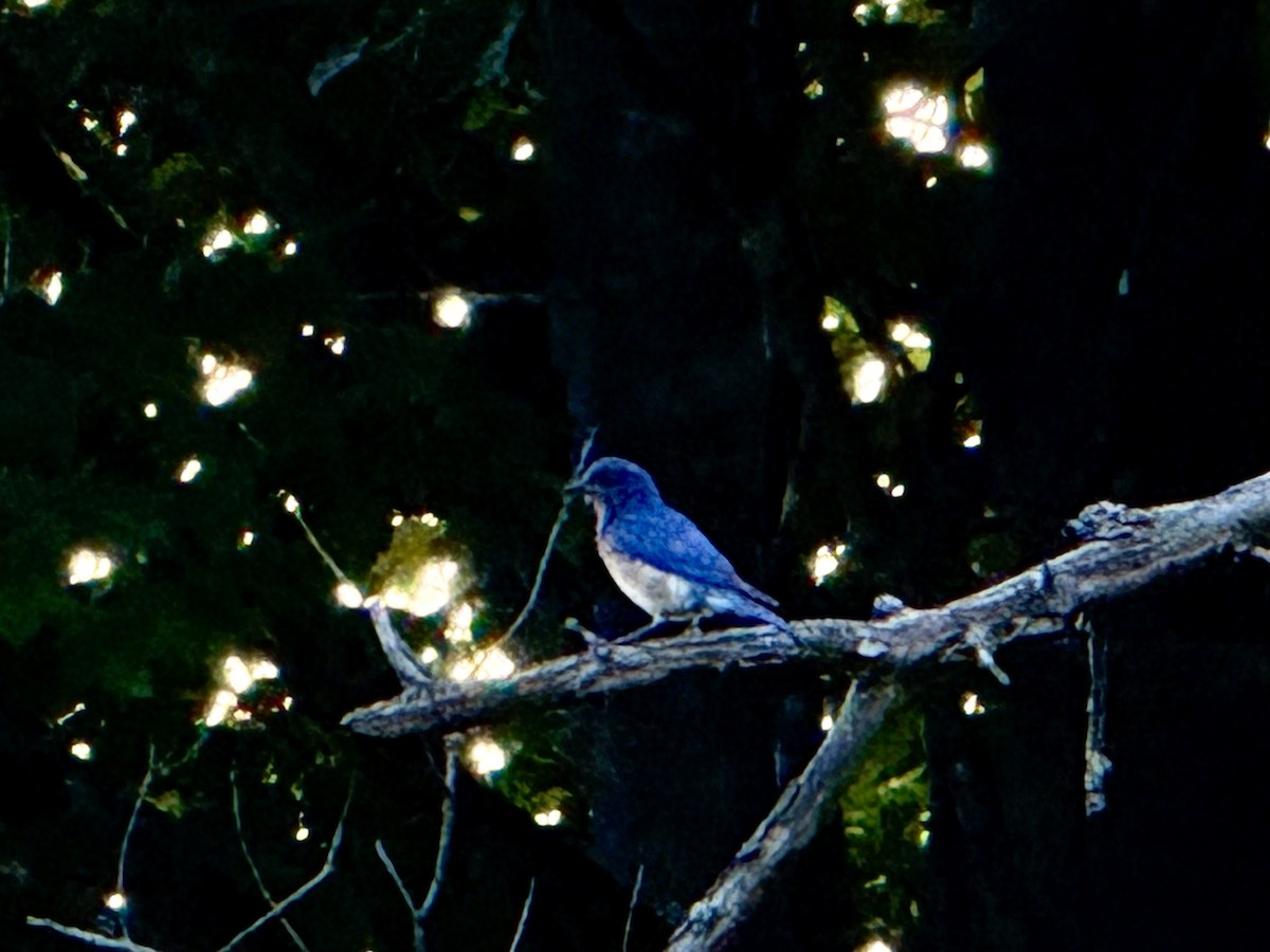 Eastern Bluebird - ML638427211