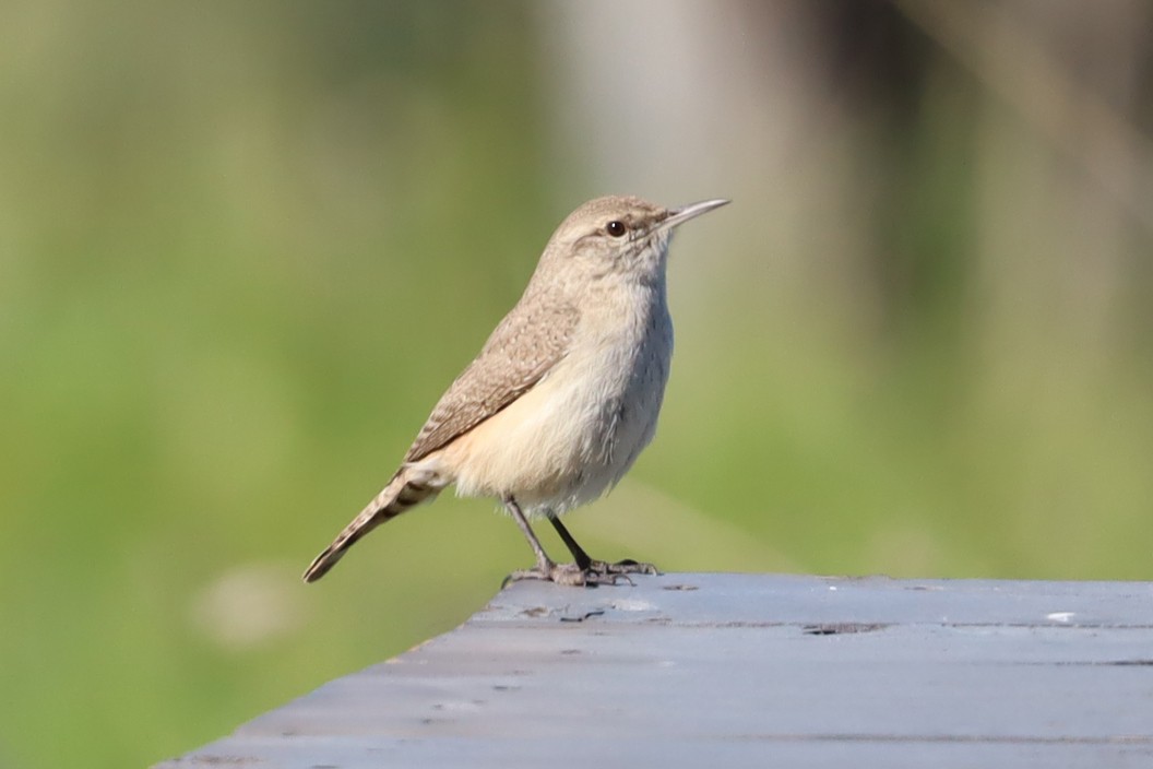 Rock Wren - ML638427246