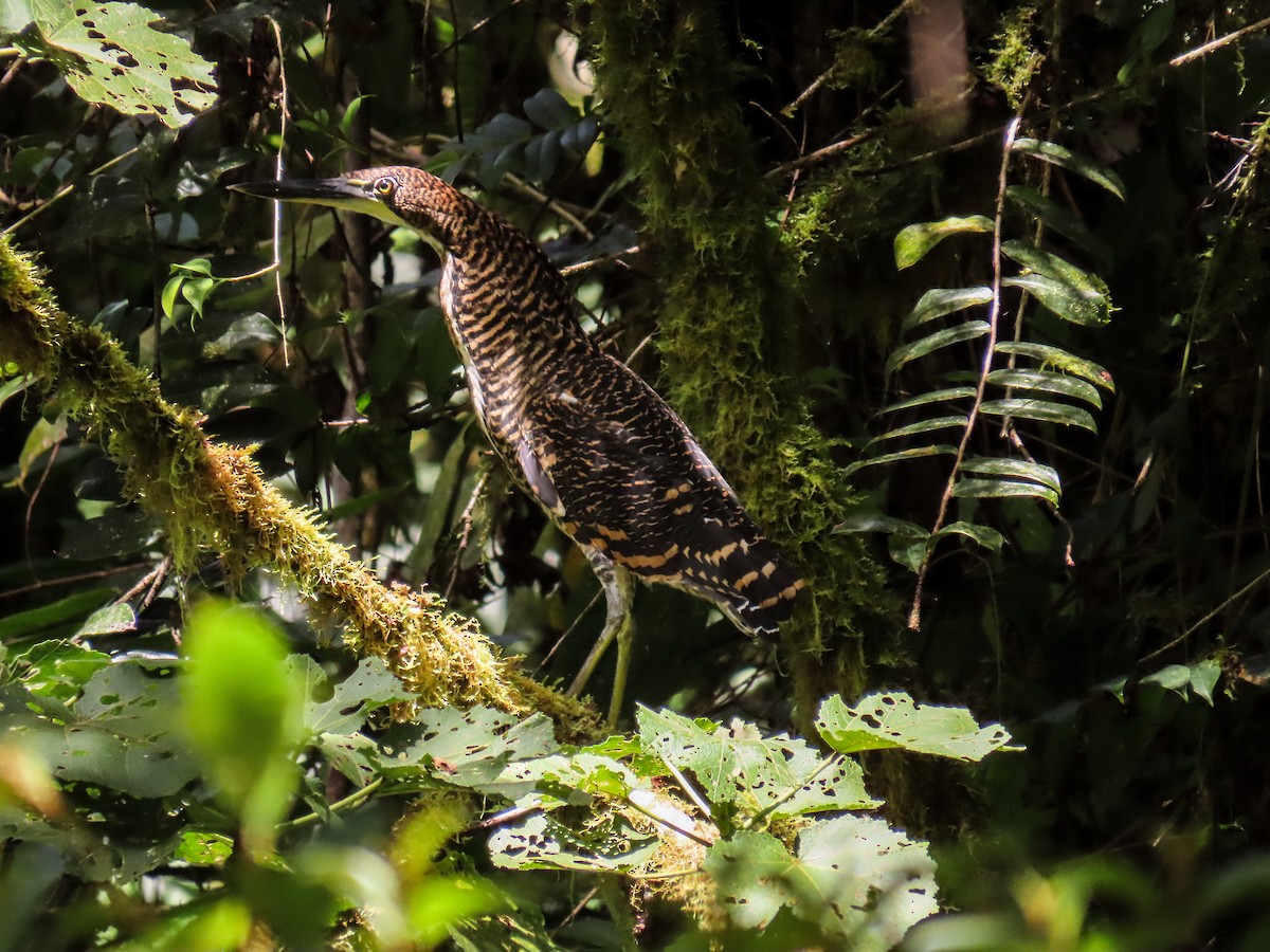 Fasciated Tiger-Heron - ML638427268
