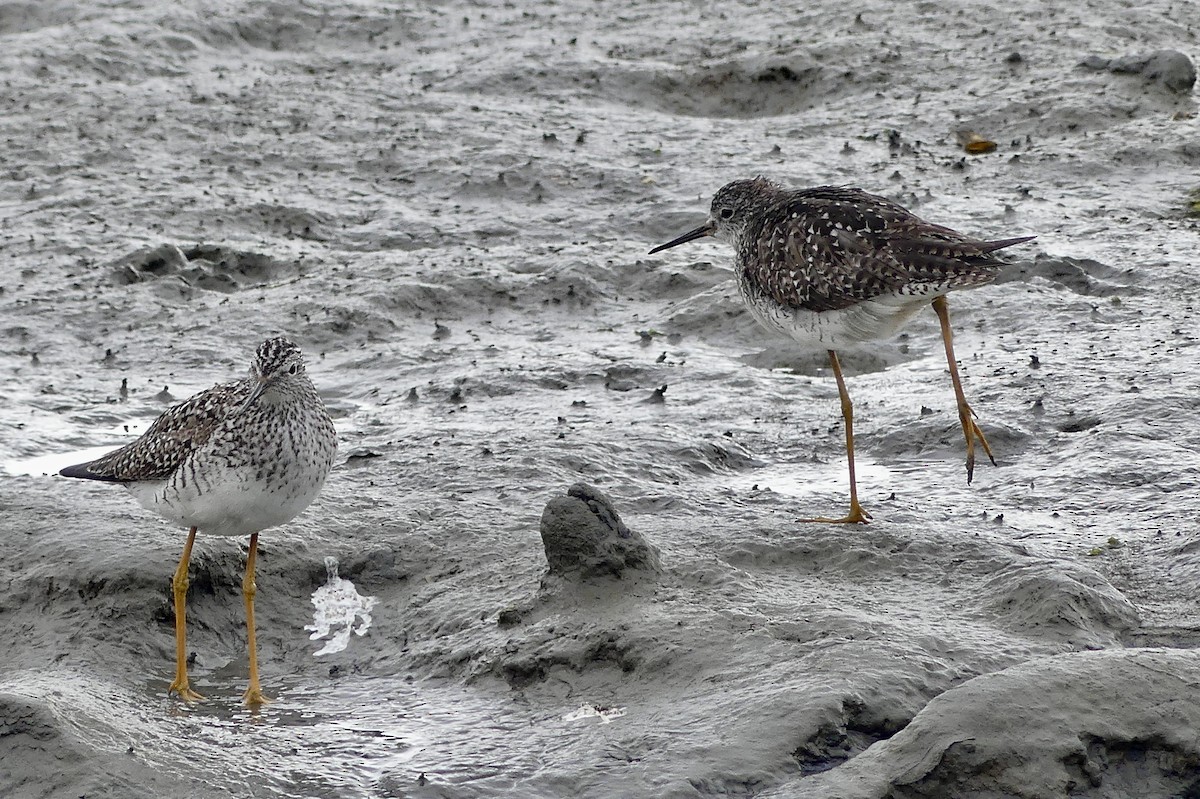 Lesser Yellowlegs - ML638427364