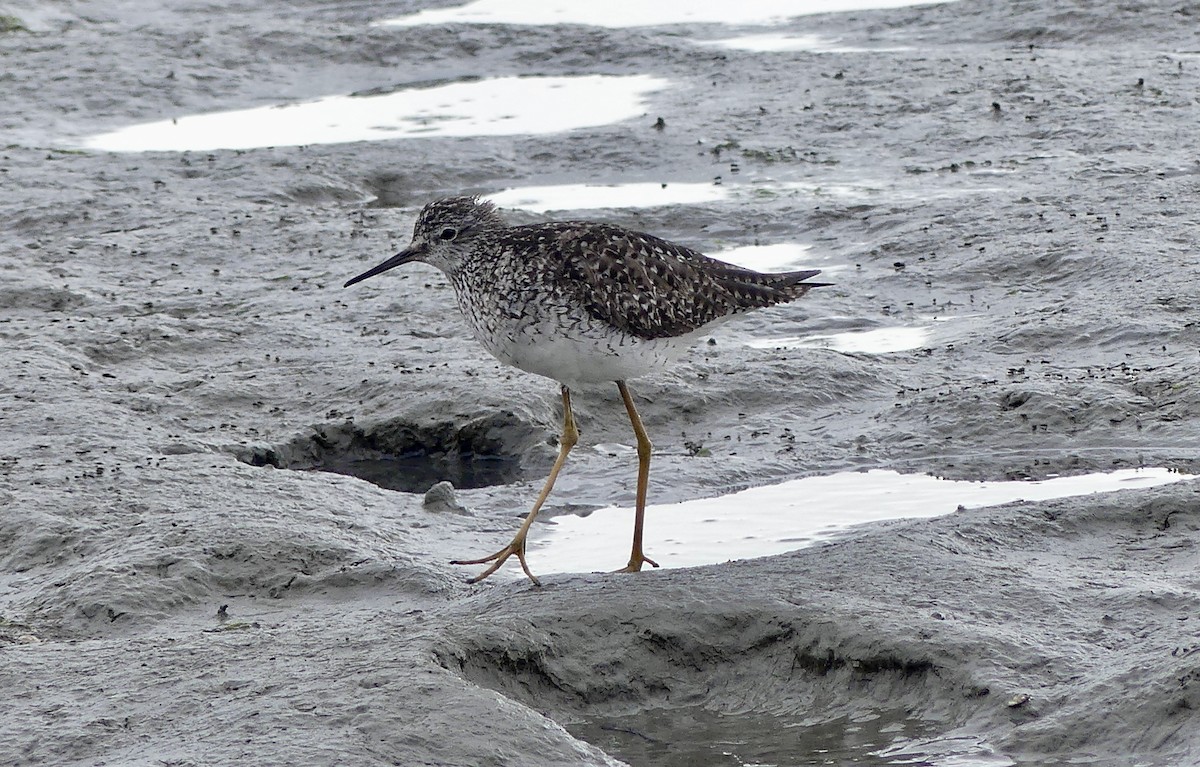 Lesser Yellowlegs - ML638427370
