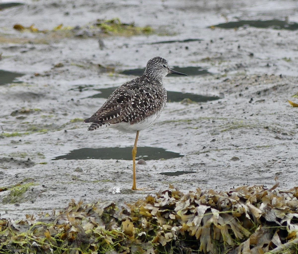 Lesser Yellowlegs - ML638427373