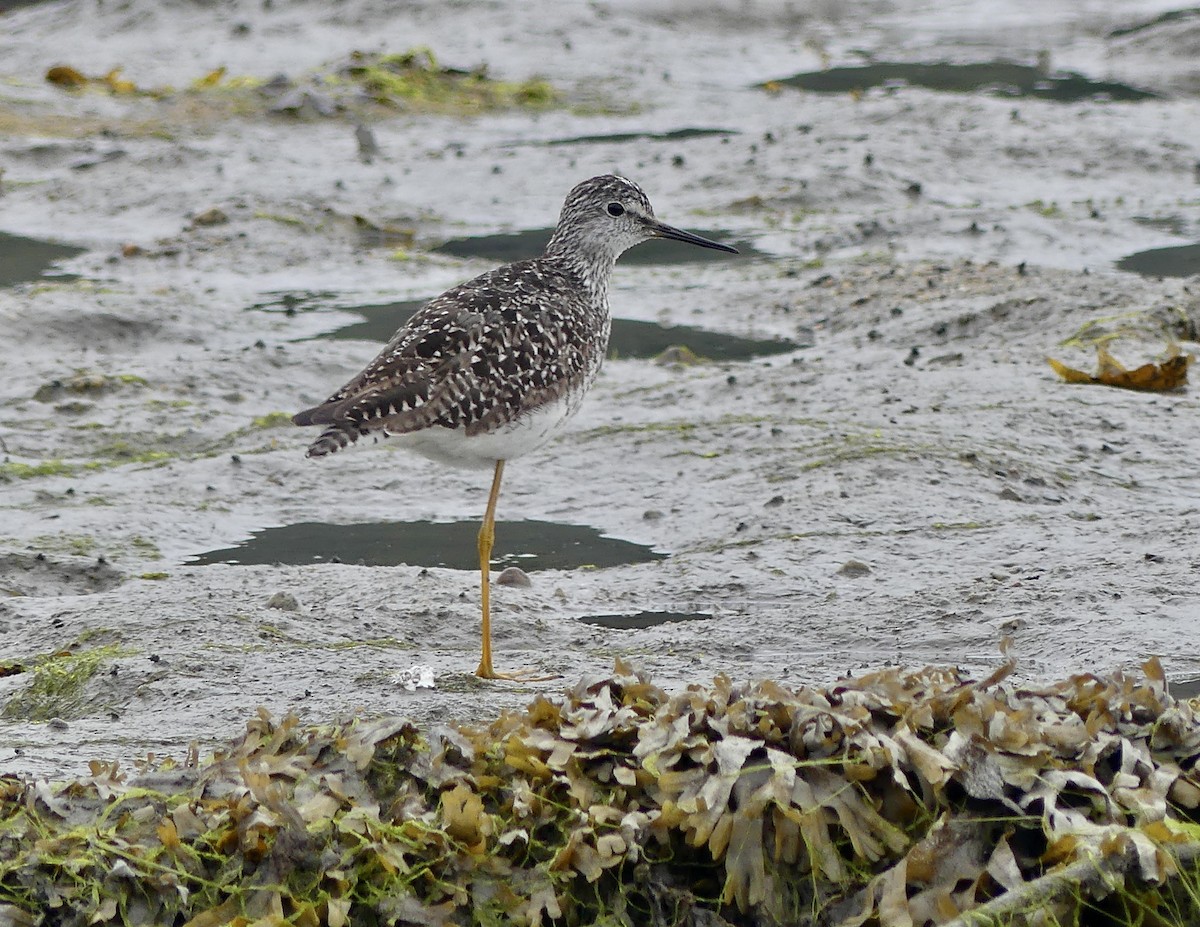 Lesser Yellowlegs - ML638427382
