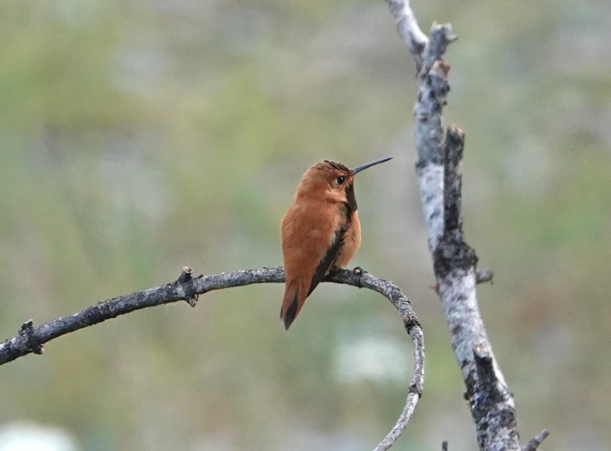 Kızıl Sırtlı Kolibri - ML638427384