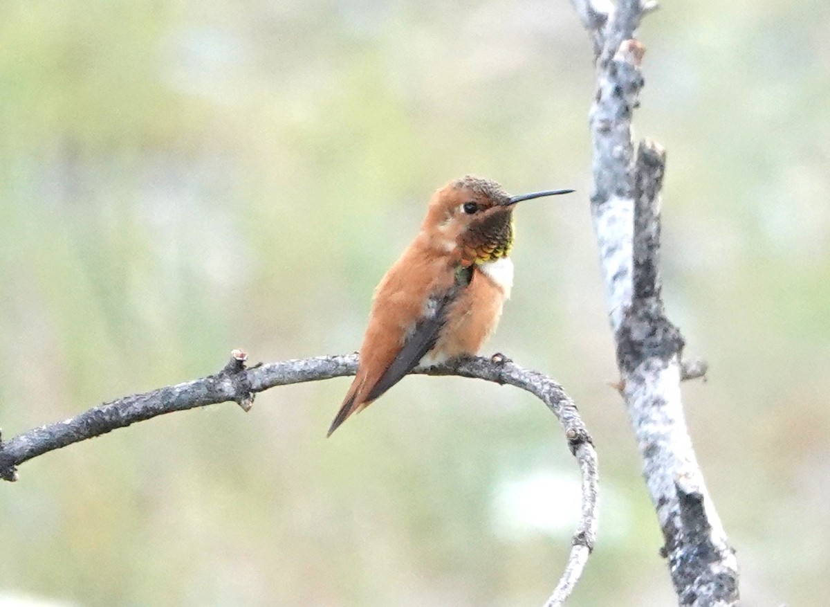 Kızıl Sırtlı Kolibri - ML638427388