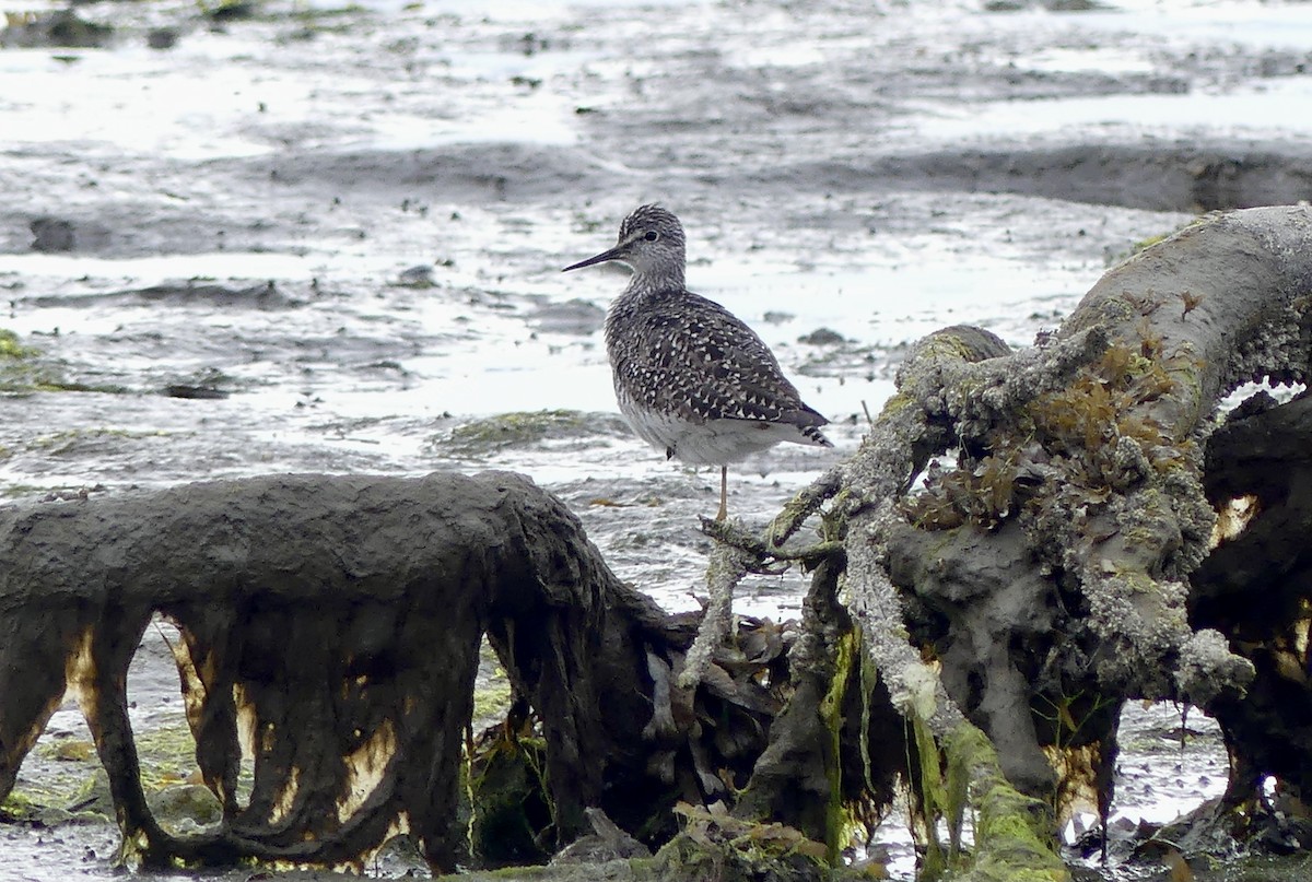 Lesser Yellowlegs - ML638427389