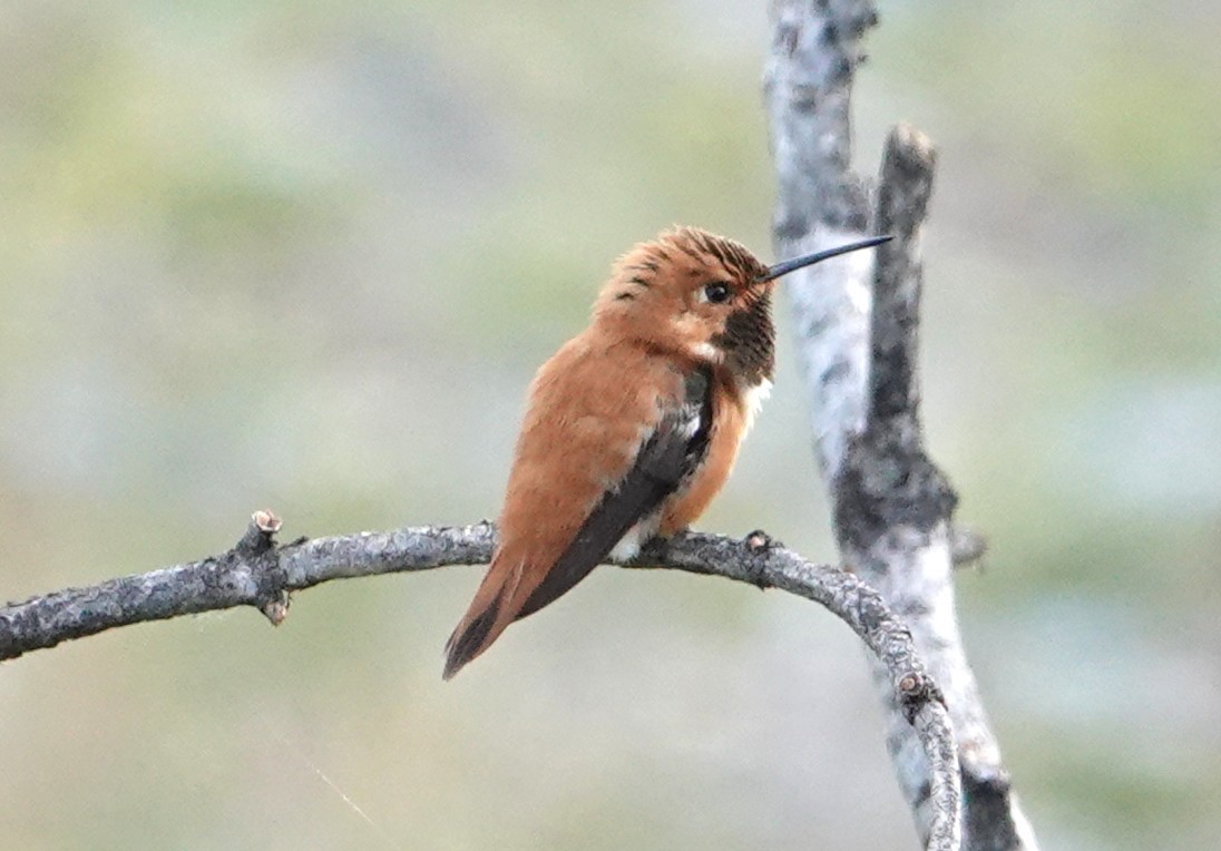 Kızıl Sırtlı Kolibri - ML638427390