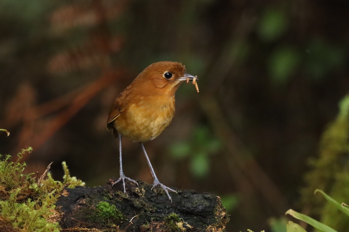 Muisca Antpitta - ML638427393