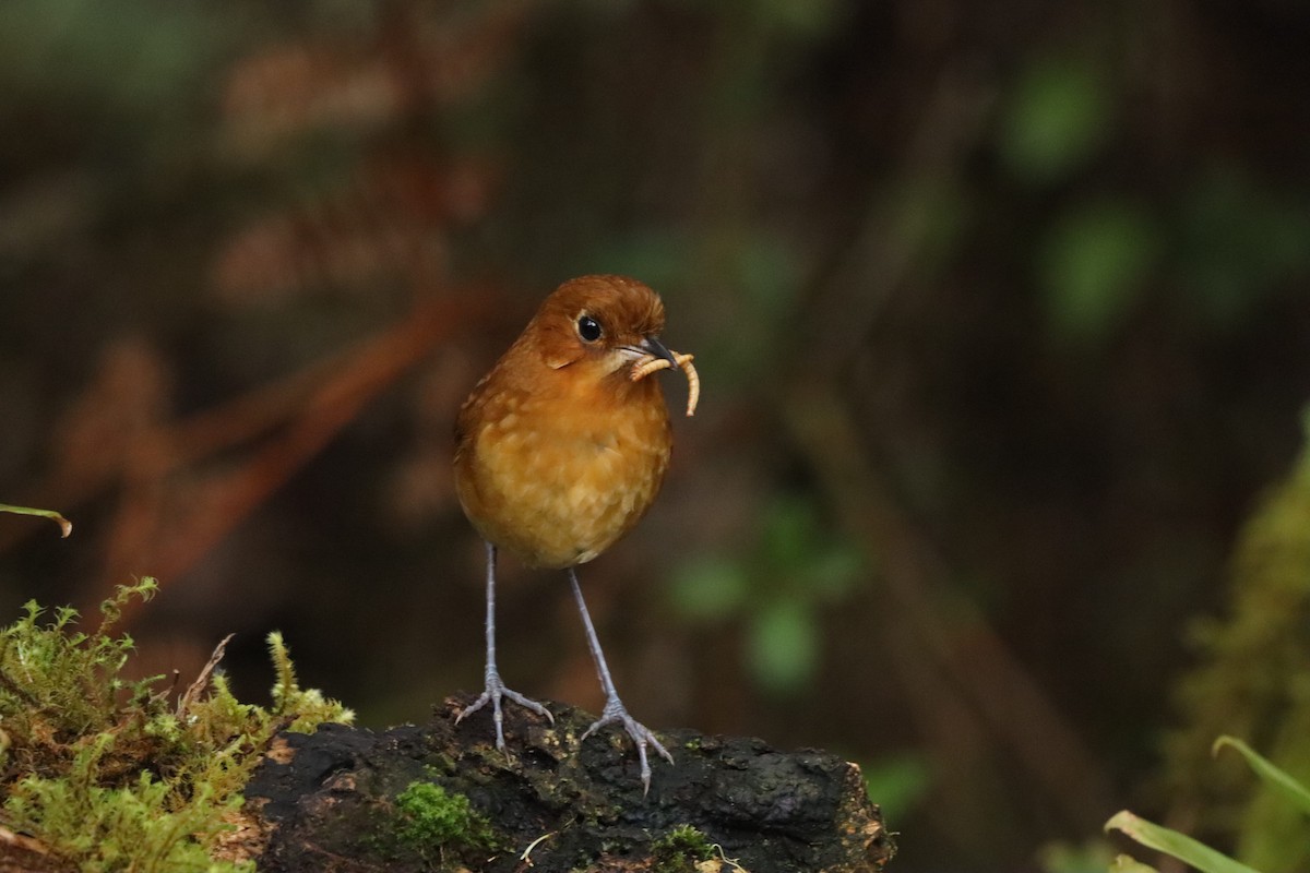 Muisca Antpitta - ML638427394