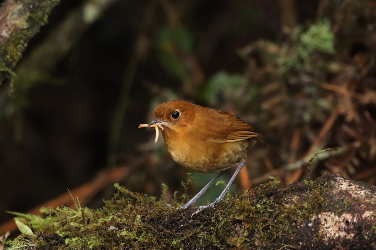 Muisca Antpitta - ML638427395