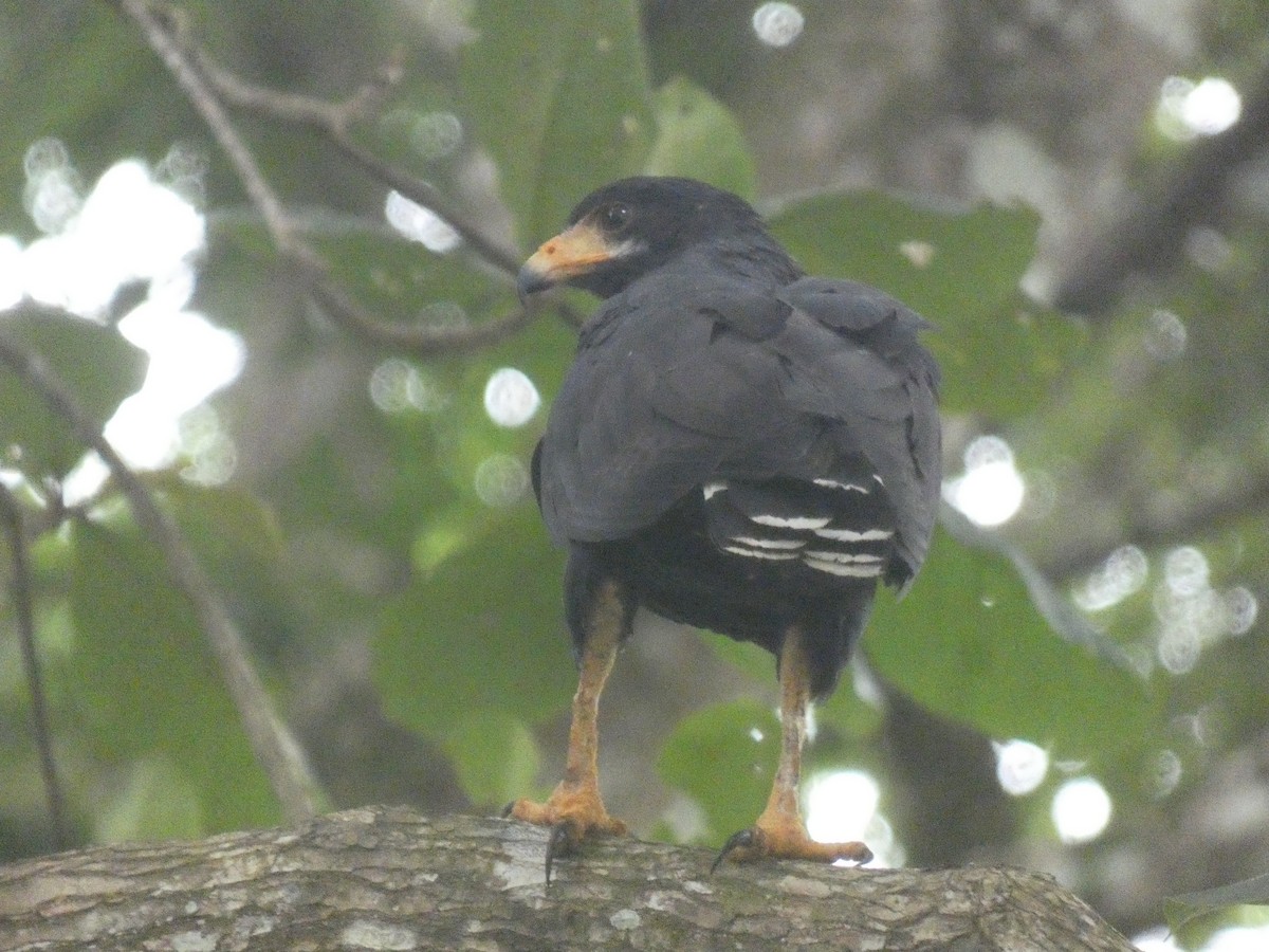 Common Black Hawk - ML638427402