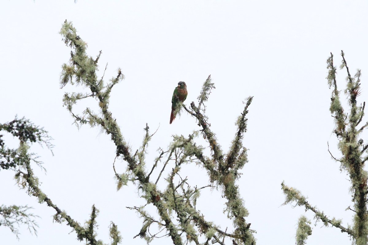 Brown-breasted Parakeet - ML638427406