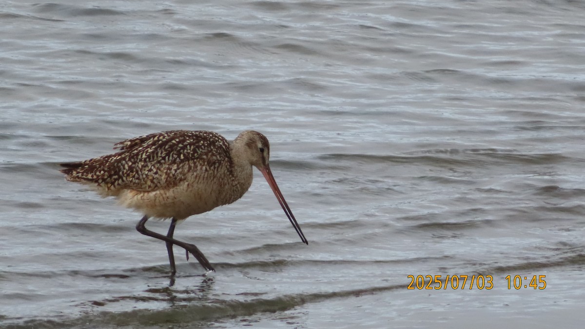 Marbled Godwit - ML638427407