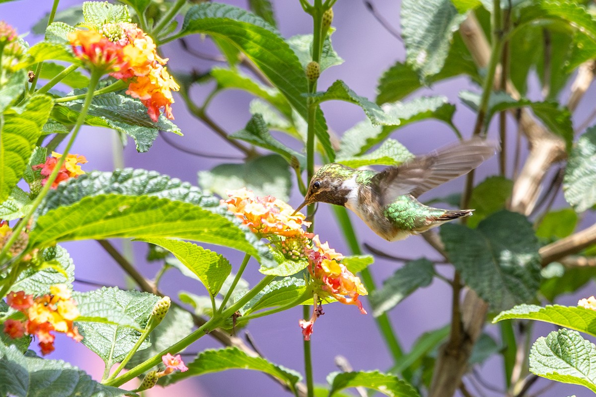 Bumblebee Hummingbird - ML638427413