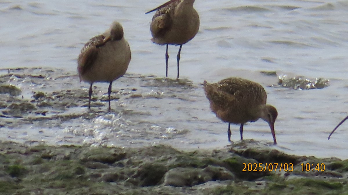 Marbled Godwit - ML638427414