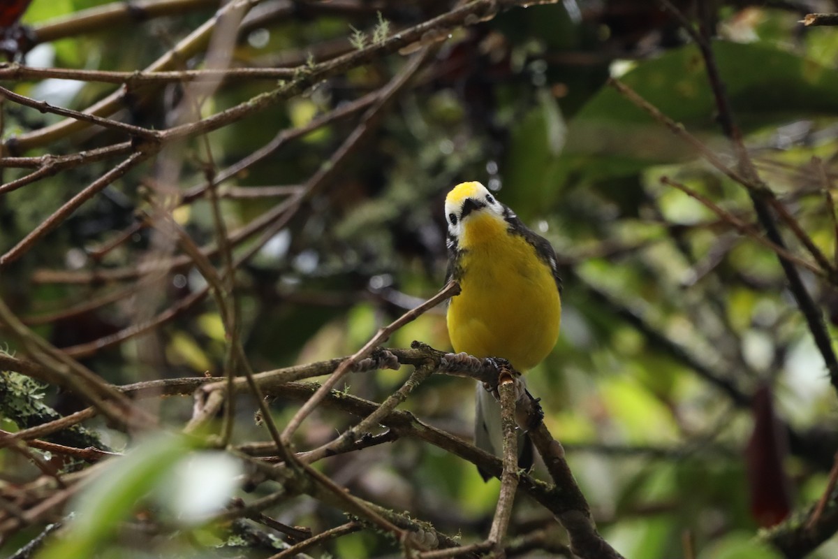 Golden-fronted Redstart (Yellow-fronted) - ML638427416