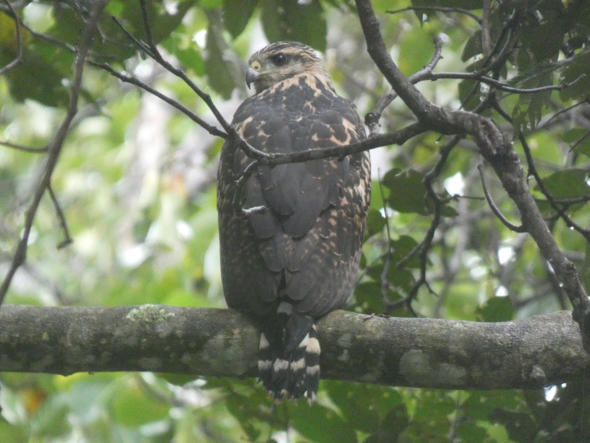 Common Black Hawk - ML638427433