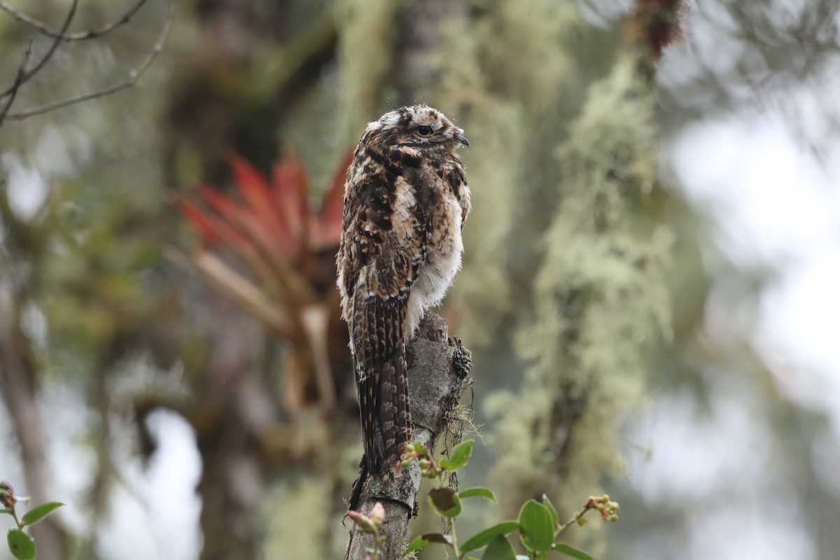 Andean Potoo - ML638427438