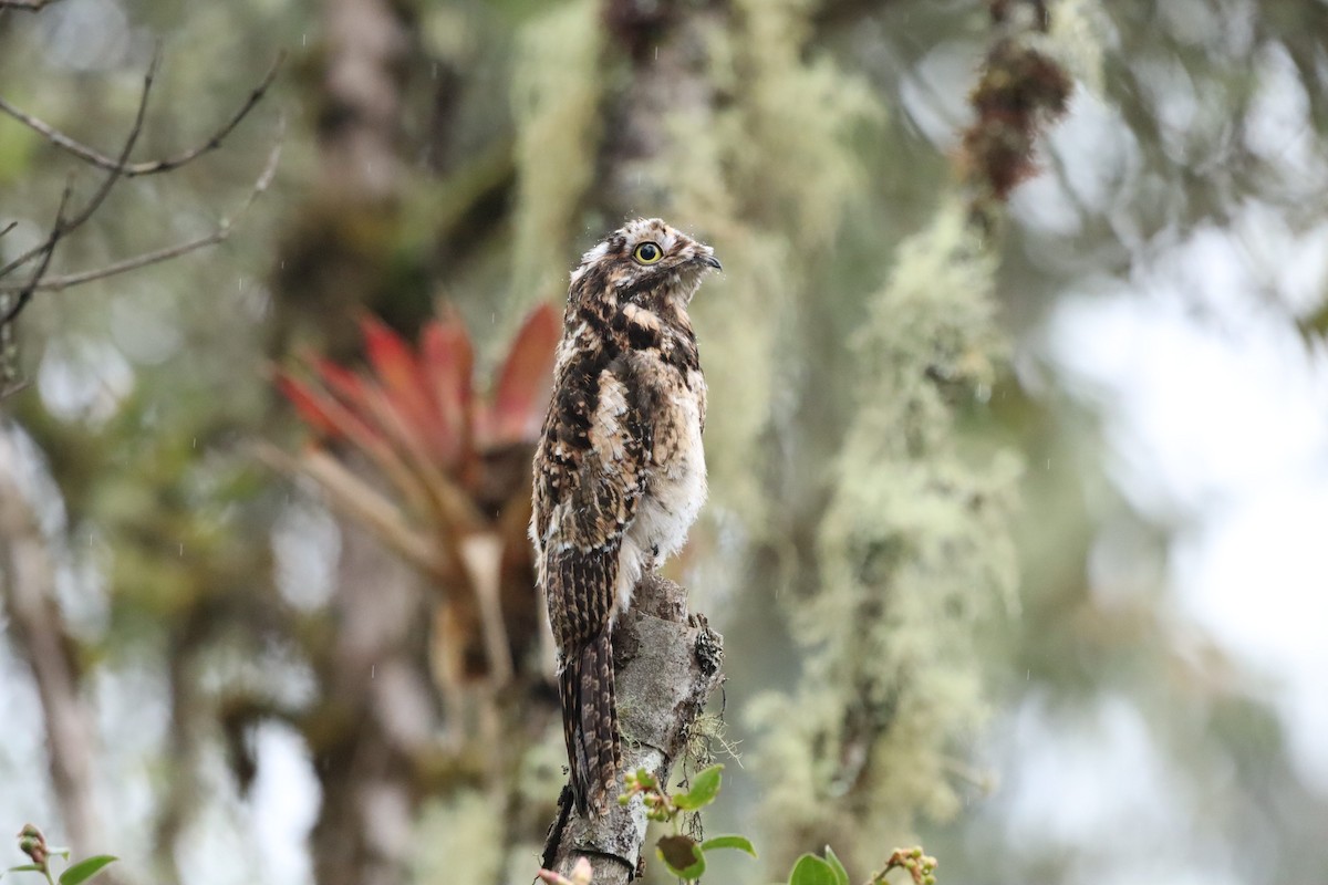 Andean Potoo - ML638427439