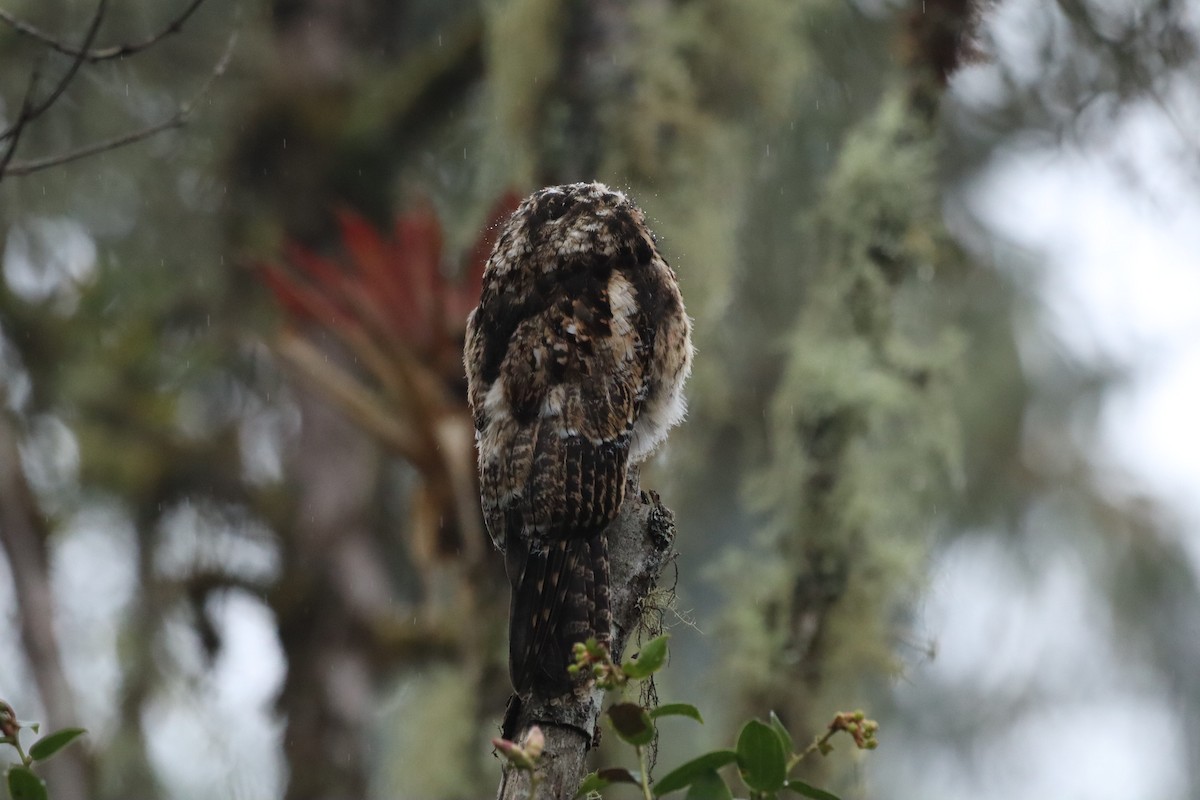Andean Potoo - ML638427440